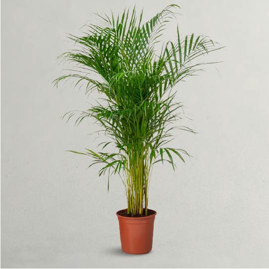 Indoor Areca Palm - Areca Palm Plant - Office Tall Plant 