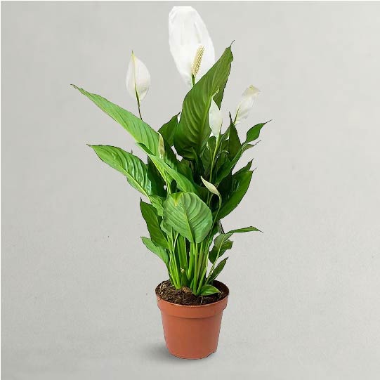Peace Lily - Flowering Plant 