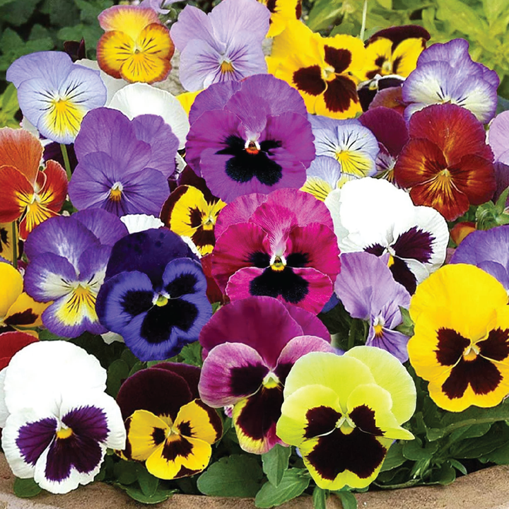 PANSY MIX SEEDS<br> بذور زهور البانسيه