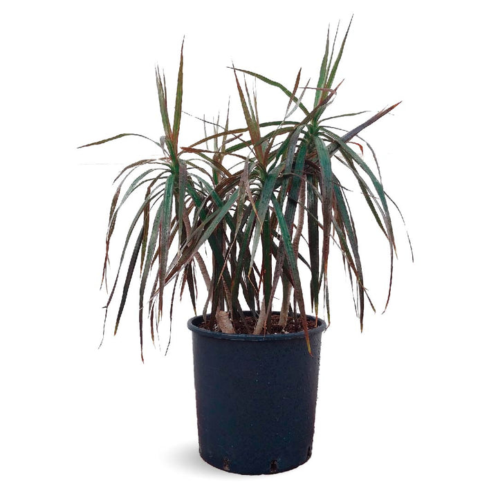 Dracaena Tall Indoor Plants Buy Now