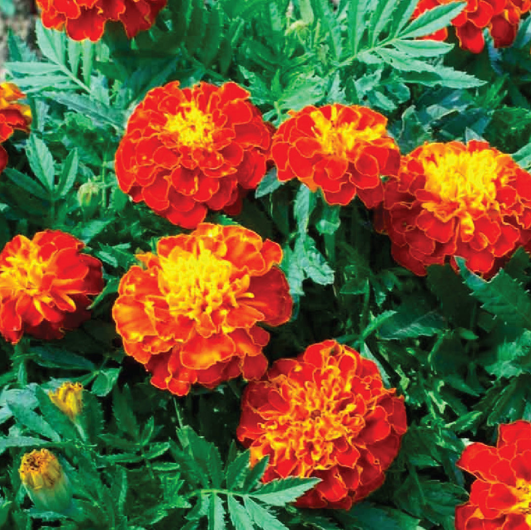 Marigold Seeds Red