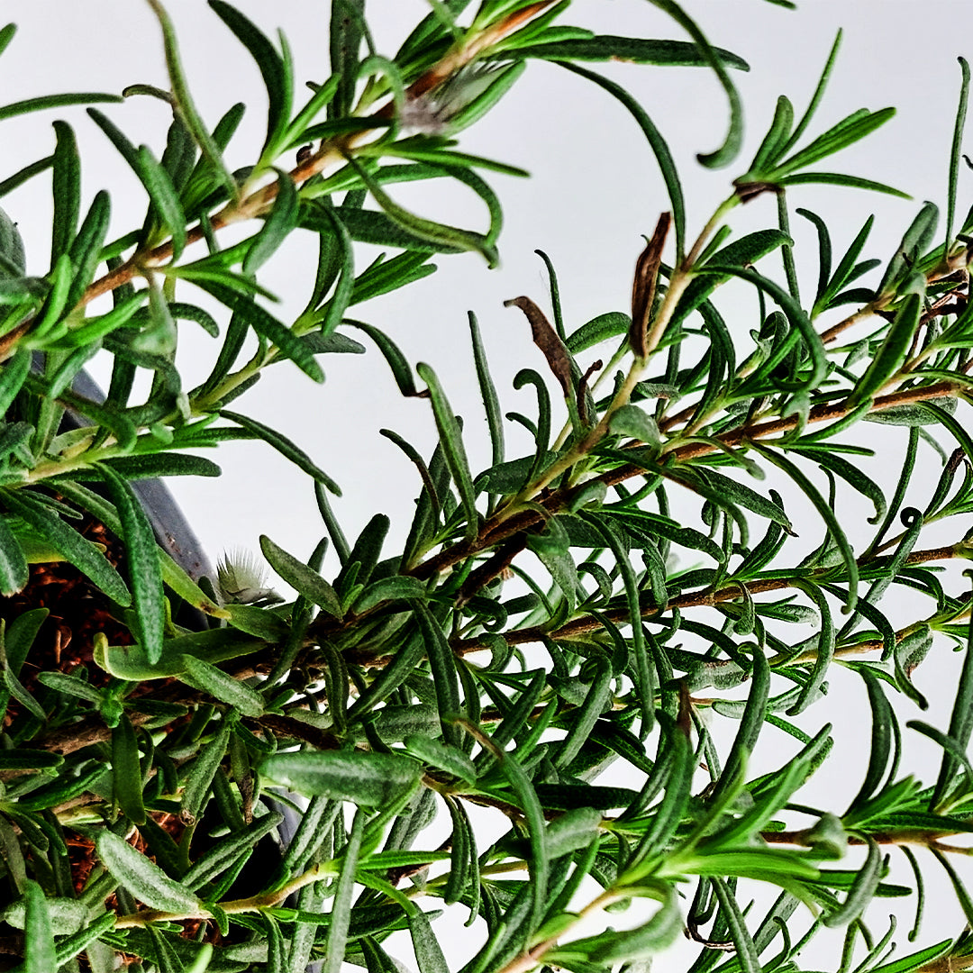 ROSEMARY 50-60 CM - ROSEMARY LIVE PLANT WITH POT