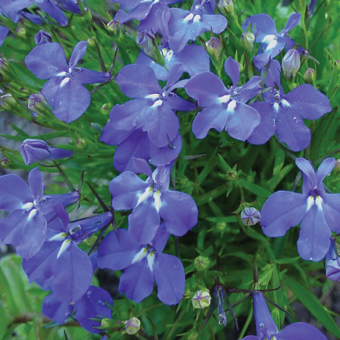 LOBELIA FLOWER SEEDLING <br>شتلة زهرة اللوبيليا