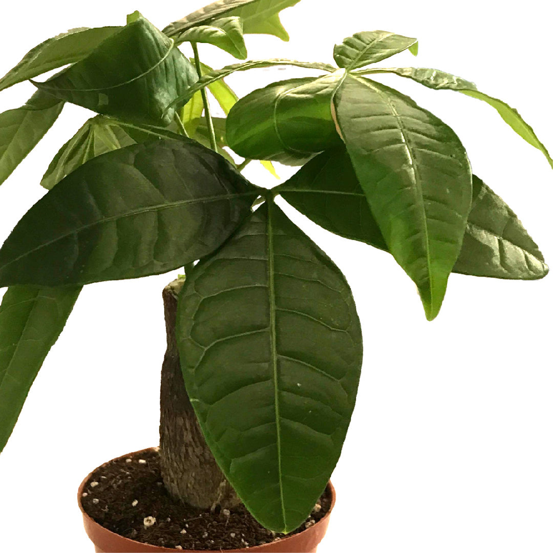 Pachira Plant - The Bonsai Plant