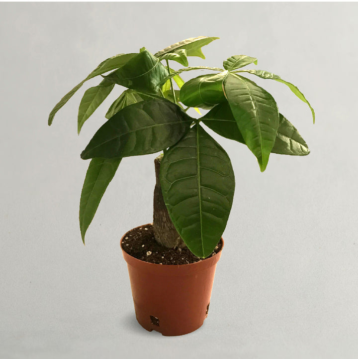 Pachira Plant - The Bonsai Plant