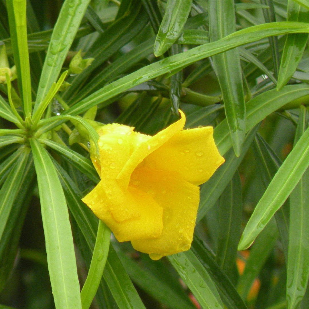Thevetia Peruviana