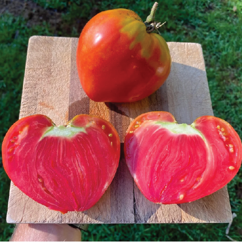 TOMATO HUNGARIAN HEART SEEDLING <br> شتلة الطماطم المجرية