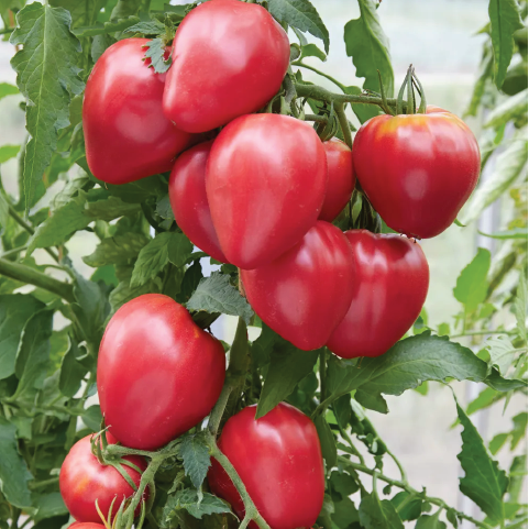 TOMATO HUNGARIAN HEART SEEDLING <br> شتلة الطماطم المجرية