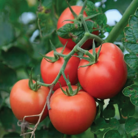 TOMATO MILLIONAIRE SEEDLING <br>شتلة طماطم المليونير