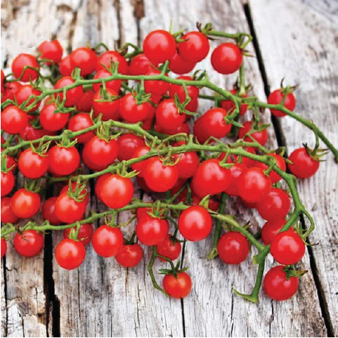 TOMATO RED CURRANT SEEDLING <br> شتلة طماطم الكشمش الأحمر