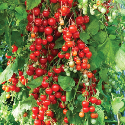 TOMATO RED CURRANT SEEDLING <br> شتلة طماطم الكشمش الأحمر