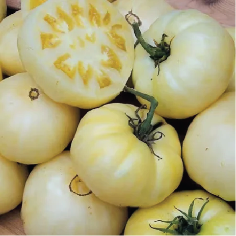 TOMATO WHITE TOMESOL SEEDLING <br> شتلة الطماطم البيضاء توميسول