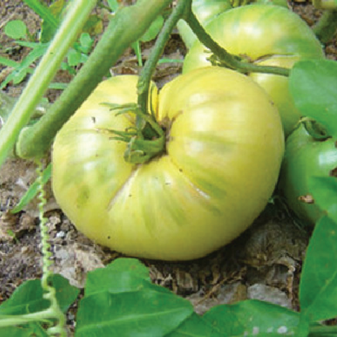 TOMATO WHITE TOMESOL SEEDLING <br> شتلة الطماطم البيضاء توميسول