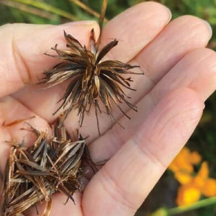 Cosmos Seeds