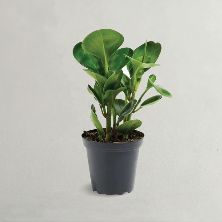 PEPEROMIA (BABY RUBBER) BUY PLANTS ONLINE