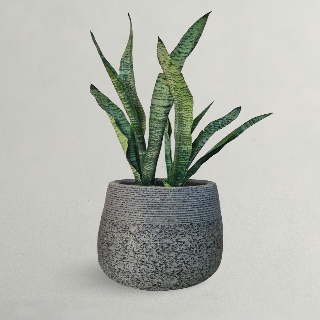 Sansevieria Snake Plant With Clay Pot 