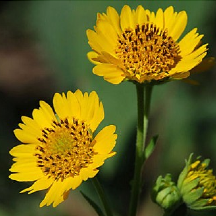 GOLDEN CROWNBEARD SEEDS <br>بذور زهور اللحية الذهبية