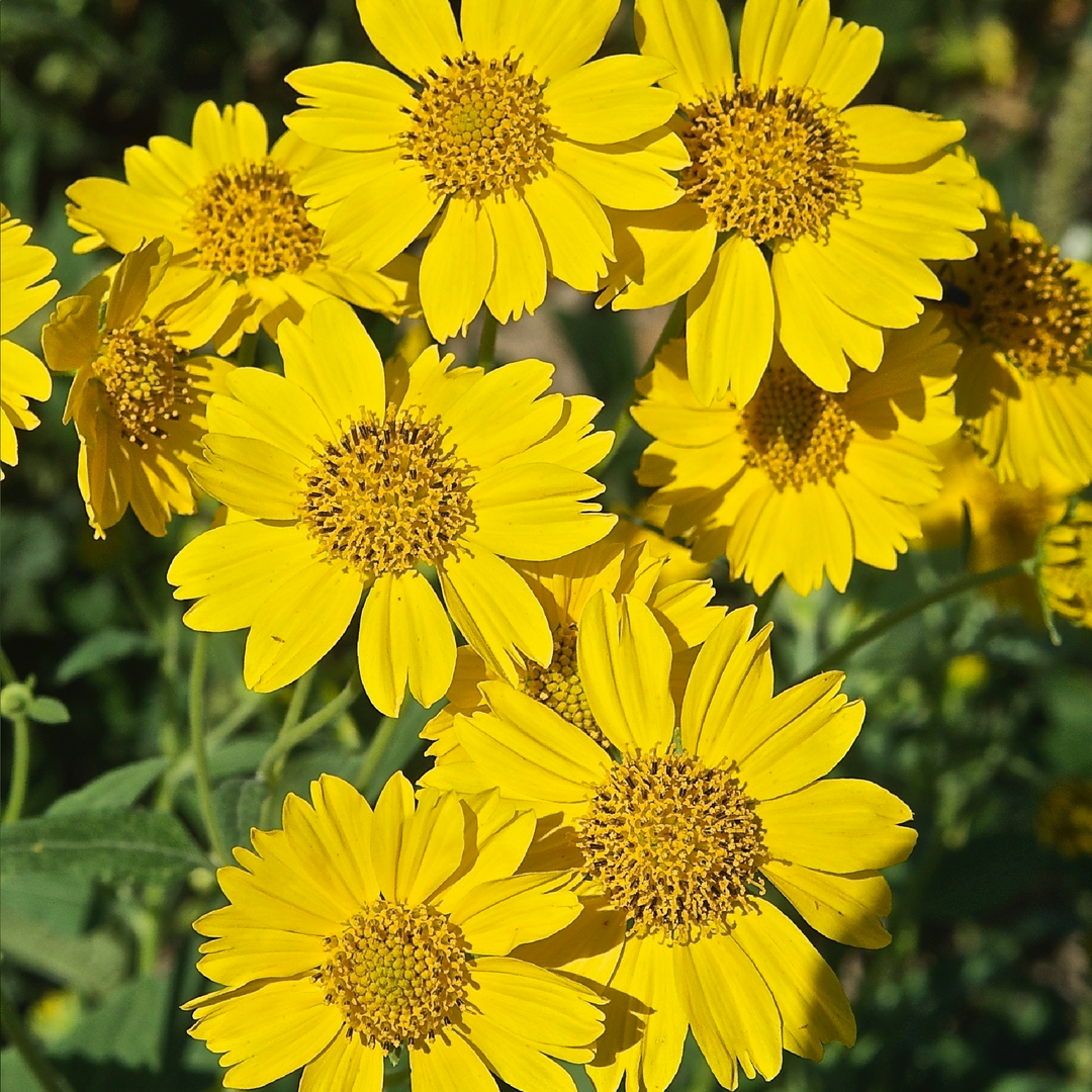 GOLDEN CROWNBEARD SEEDS <br>بذور زهور اللحية الذهبية