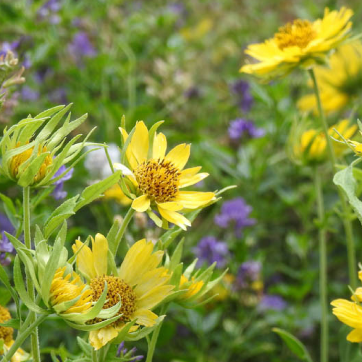 GOLDEN CROWNBEARD SEEDS <br>بذور زهور اللحية الذهبية