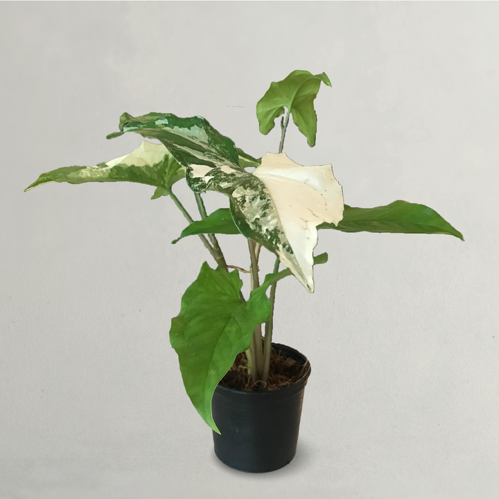 Syngonium Albo Variegated Arrowhead Plant