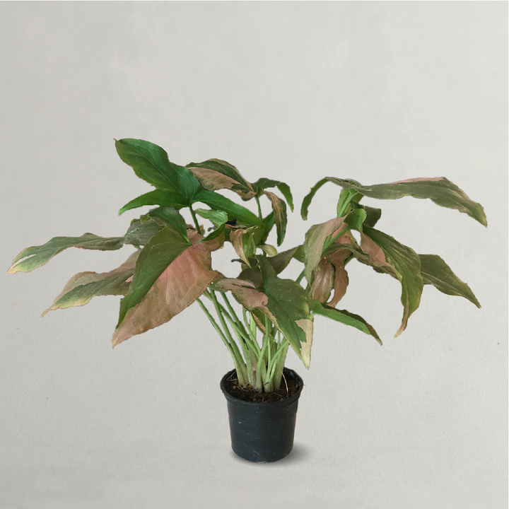 Syngonium Arrowhead Plant Pink Dot