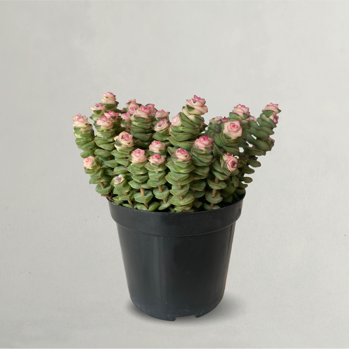 Crassula Jade Necklace