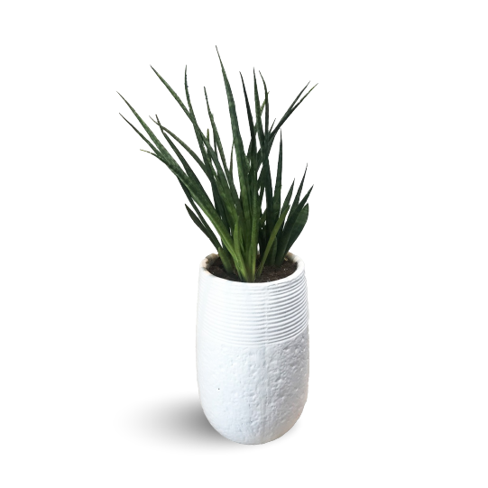 SANSEVIERIA SNAKE PLANT - OUTDOOR POTTED PLANT