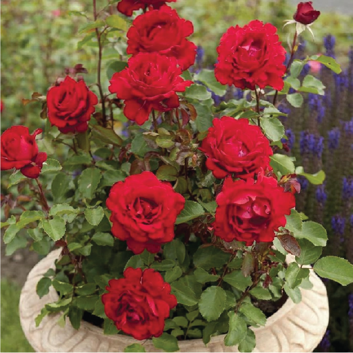 ROSES SEEDS <br>بذور الورد