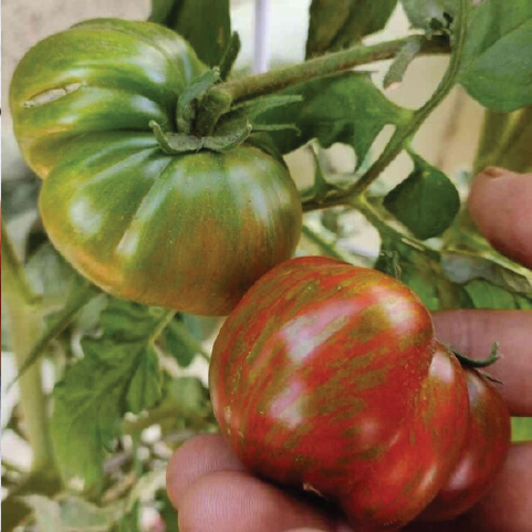 TOMATO LARGE BARRED BOAR SEEDLING <br> شتلة طماطم بورالمخطط الكبير