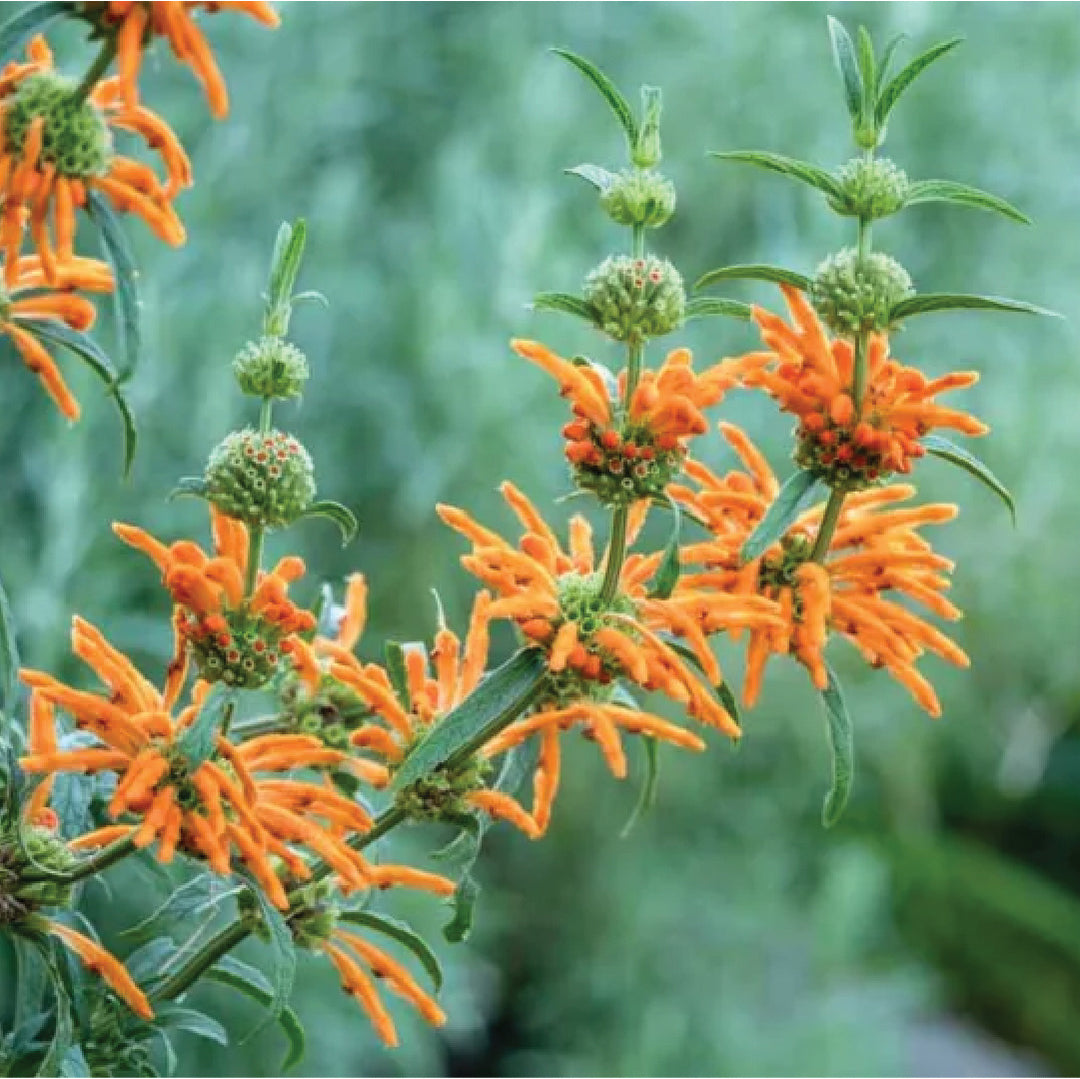 Leonotis Seeds