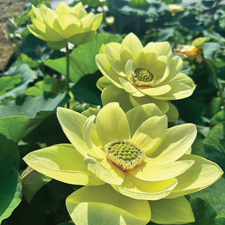 LOTUS SEEDS <br> بذور اللوتس