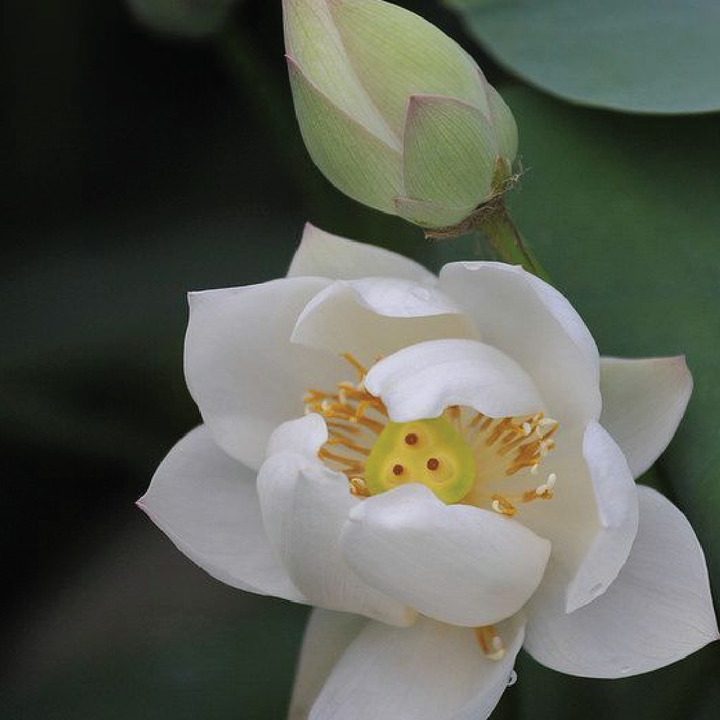 LOTUS SEEDS <br> بذور اللوتس