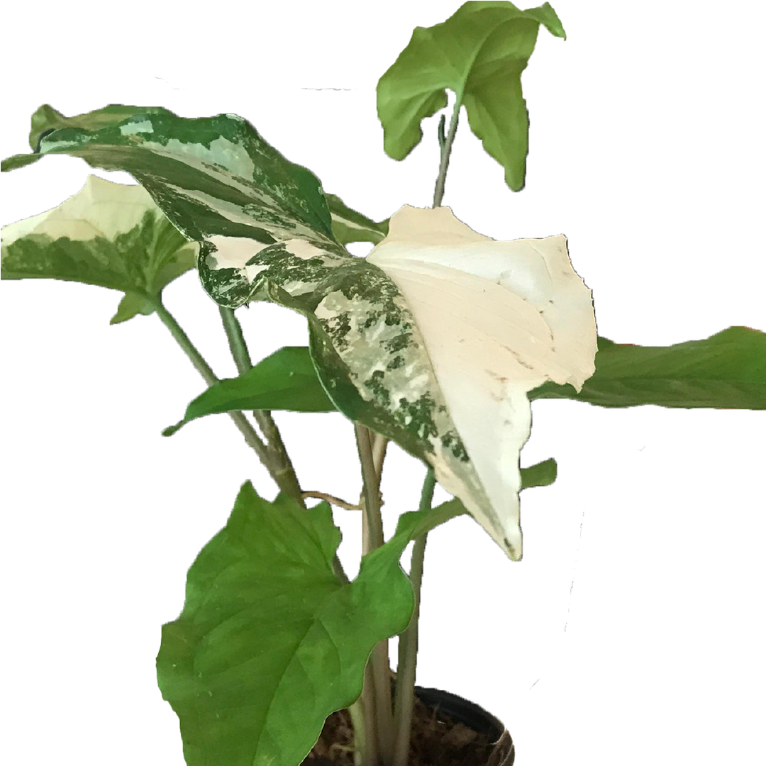 Syngonium Albo Variegated Arrowhead Plant