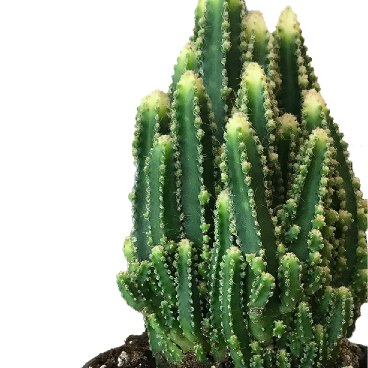 Fairy Castle Cactus