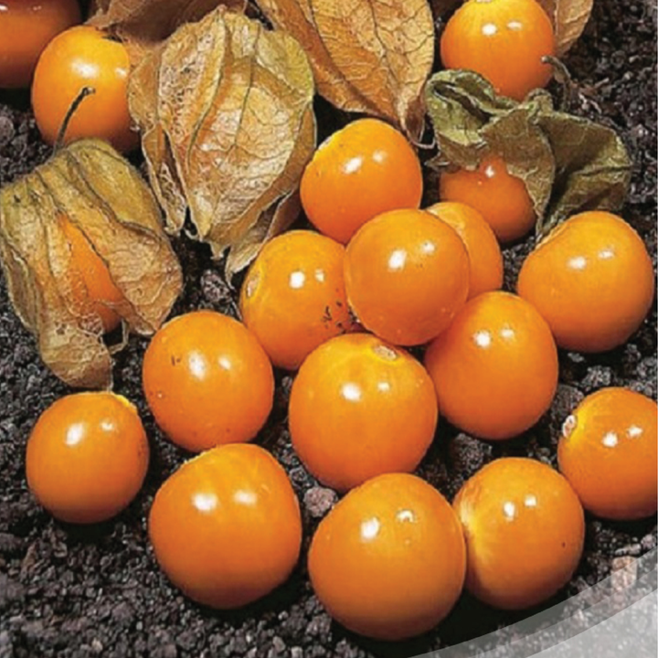 PHYSALIS SEEDS<br> بذور الحرنكش