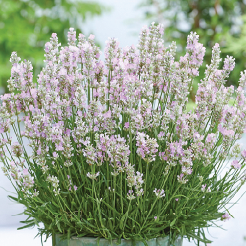 PINK LAVENDER SEEDLING <br> شتلة الخزامى الوردي