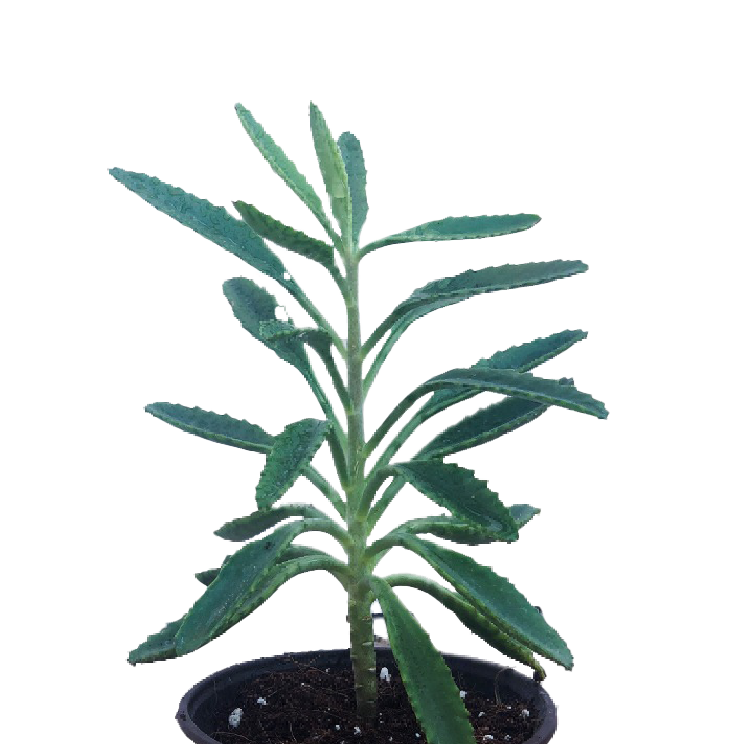 Kalanchoe Daigremontiana (mother of thousands )- Outdoor Garden Plants ...