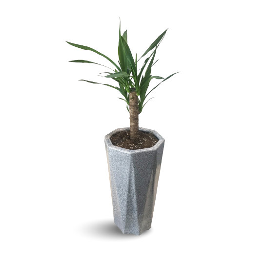 Indoor Yucca Plant - Spineless Yucca Benefits