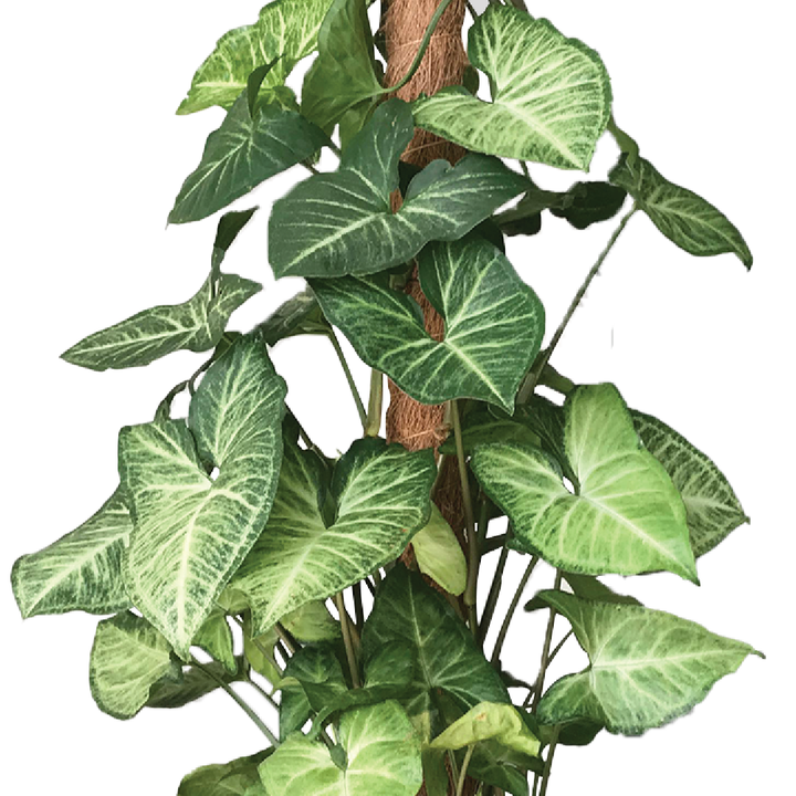 ARROWHEAD PLANT SYNGONIUM PODOPHYLLUM