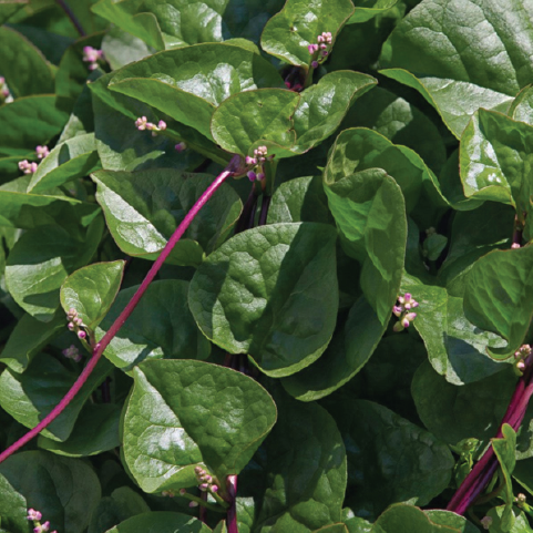 MALABAR SPINACH SEEDLING <br> شتلة السبانخ المالبارية