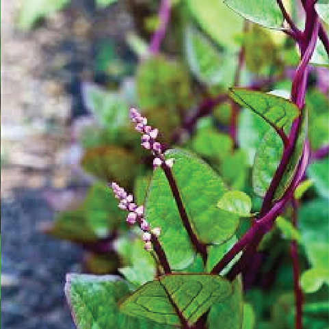 MALABAR SPINACH SEEDLING <br> شتلة السبانخ المالبارية