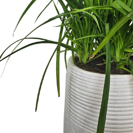 Pandanus Baptistii With Clay Pot Outdoor Plants For Balcony- Buy Now