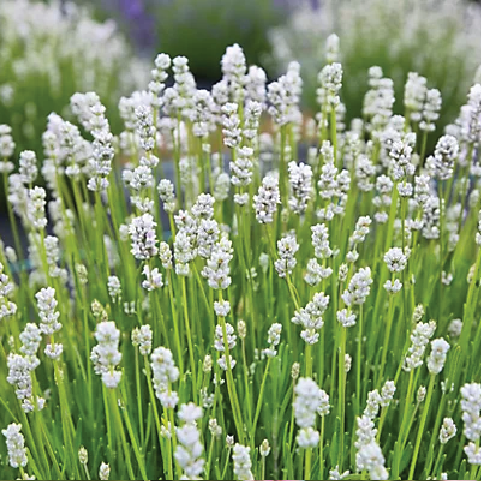 WHITE LAVENDER SEEDLING<br>شتلة الخزامى البيضاء