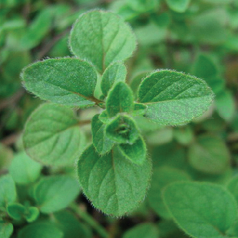 WILD ZAATAR OREGANO PALESTINE SEEDLING <br> شتلة زعتر فلسطينى