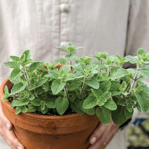 WILD ZAATAR OREGANO PALESTINE SEEDLING <br> شتلة زعتر فلسطينى