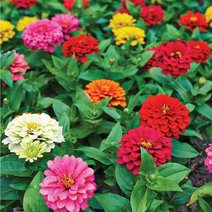 Zinia Assorted Seeds