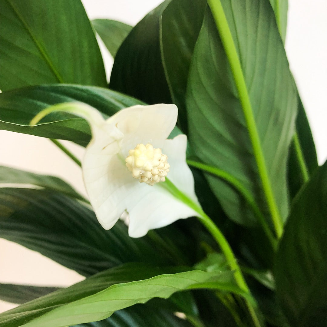 PEACE LILY - FLOWERING PLANT | AIR PURIFYING PLANT