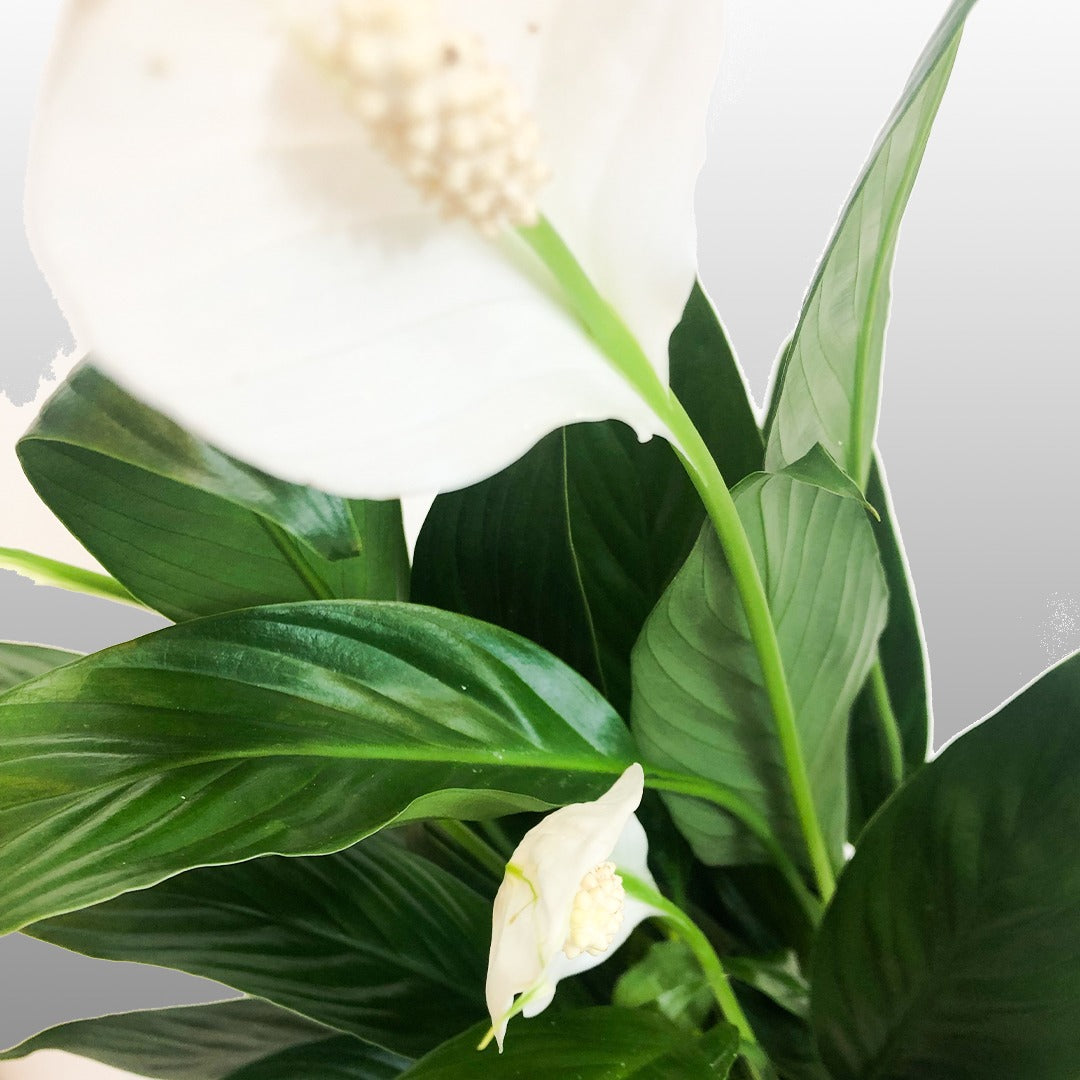 PEACE LILY - FLOWERING PLANT | AIR PURIFYING PLANT